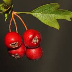 Crataegus turcicus